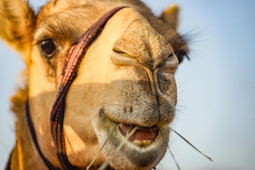 Arabian Desert Camel (United Arab Emirates). Shooting Location: Dubai