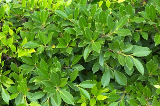 Green leaf background. Leaves texture