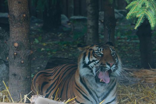 The tiger lies in the greenery and has opened its mouth