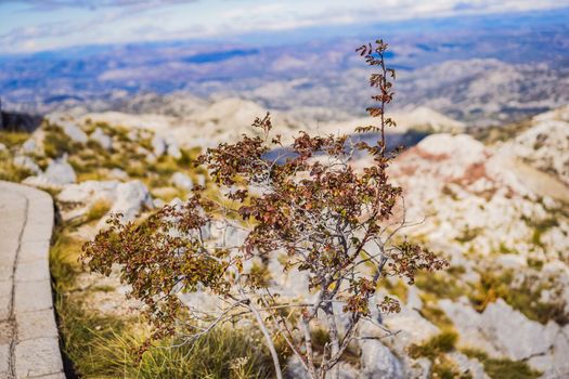 Summer mountain landscape at national park Lovcen, Montenegro. Sunny summer day.