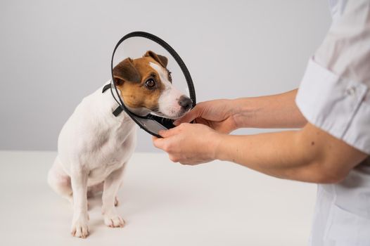 A veterinarian puts a plastic cone collar on a Jack Russell Terrier dog after a surgery