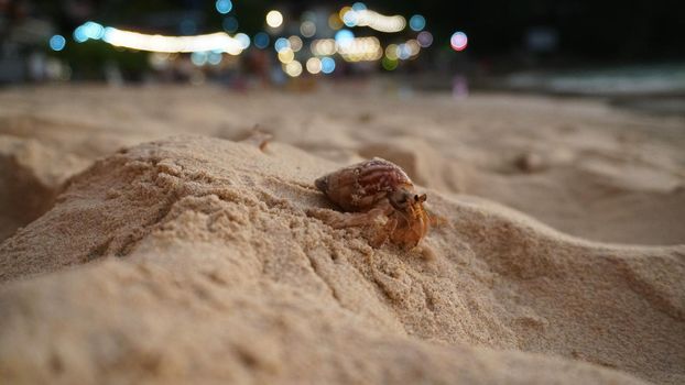 Hermit crab with cute eyes runs on the sand. Leaves footprints. Yellow sand, sunset. The rays of the sun are reflected in the sea. An island is visible in the distance. There are twigs and jellyfish