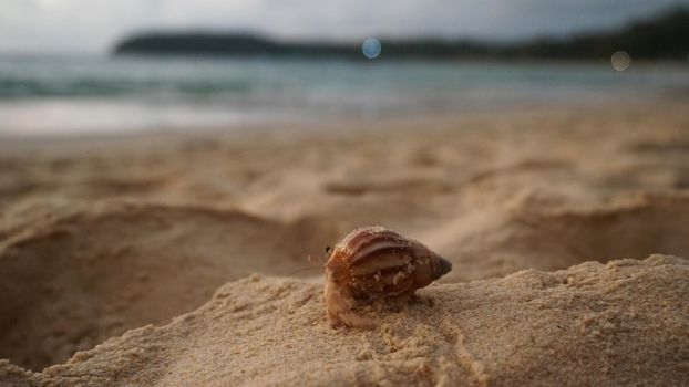 Hermit crab with cute eyes runs on the sand. Leaves footprints. Yellow sand, sunset. The rays of the sun are reflected in the sea. An island is visible in the distance. There are twigs and jellyfish