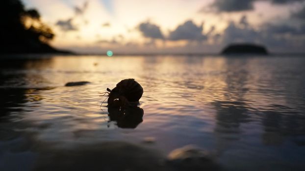 Hermit crab with cute eyes runs on the sand. Leaves footprints. Yellow sand, sunset. The rays of the sun are reflected in the sea. An island is visible in the distance. There are twigs and jellyfish