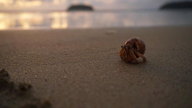 Hermit crab with cute eyes runs on the sand. Leaves footprints. Yellow sand, sunset. The rays of the sun are reflected in the sea. An island is visible in the distance. There are twigs and jellyfish