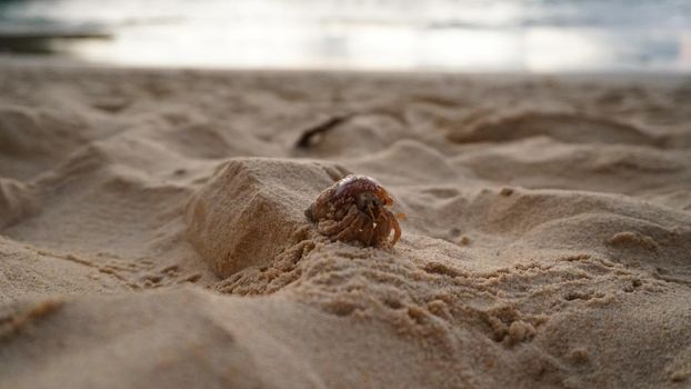 Hermit crab with cute eyes runs on the sand. Leaves footprints. Yellow sand, sunset. The rays of the sun are reflected in the sea. An island is visible in the distance. There are twigs and jellyfish