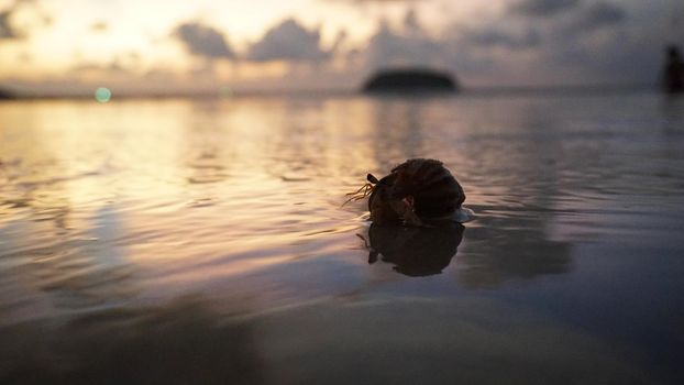 Hermit crab with cute eyes runs on the sand. Leaves footprints. Yellow sand, sunset. The rays of the sun are reflected in the sea. An island is visible in the distance. There are twigs and jellyfish