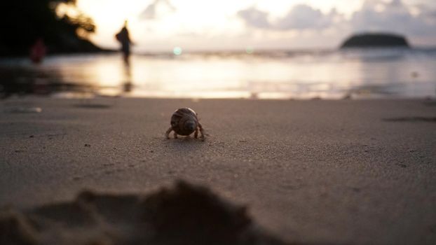 Hermit crab with cute eyes runs on the sand. Leaves footprints. Yellow sand, sunset. The rays of the sun are reflected in the sea. An island is visible in the distance. There are twigs and jellyfish