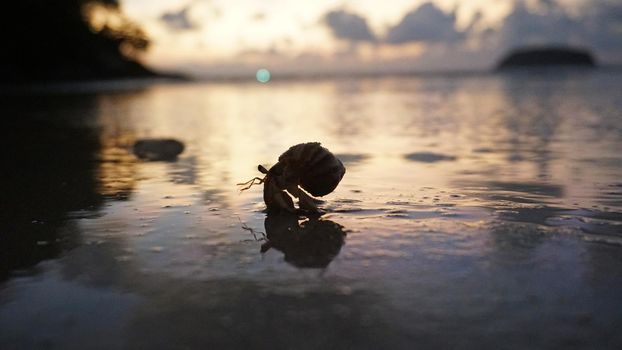 Hermit crab with cute eyes runs on the sand. Leaves footprints. Yellow sand, sunset. The rays of the sun are reflected in the sea. An island is visible in the distance. There are twigs and jellyfish