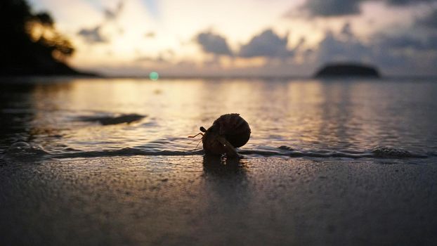 Hermit crab with cute eyes runs on the sand. Leaves footprints. Yellow sand, sunset. The rays of the sun are reflected in the sea. An island is visible in the distance. There are twigs and jellyfish