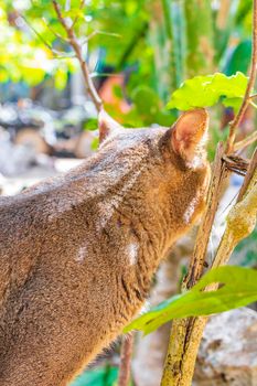 Beautiful cute cat with green eyes in the tropical mexican jungle natural forest at Santuario de los guerreros in Puerto Aventuras Quintana Roo Mexico.