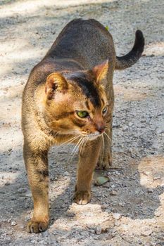 Beautiful cute cat with green eyes in the tropical mexican jungle natural forest at Santuario de los guerreros in Puerto Aventuras Quintana Roo Mexico.