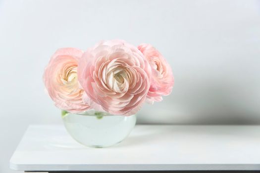 Three pale pink ranunculus in a transparent round vase on the white windowsill. Copy space. Place for text