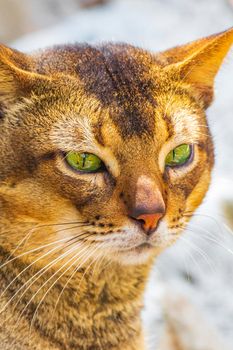 Beautiful cute cat with green eyes in the tropical mexican jungle natural forest at Santuario de los guerreros in Puerto Aventuras Quintana Roo Mexico.