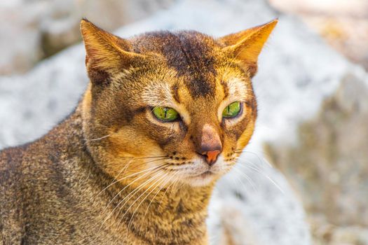 Beautiful cute cat with green eyes in the tropical mexican jungle natural forest at Santuario de los guerreros in Puerto Aventuras Quintana Roo Mexico.