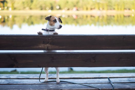 Lonely dog on a bench by the lake