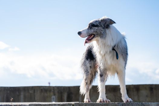 Portrait of a spotted border collie on a walk along the embankment