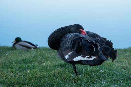 The black swan hid its head standing on the grass
