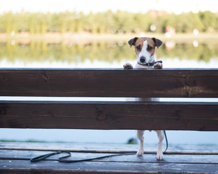 Lonely dog on a bench by the lake