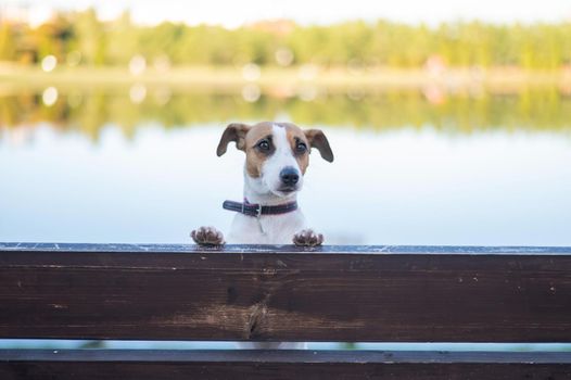 Lonely dog on a bench by the lake