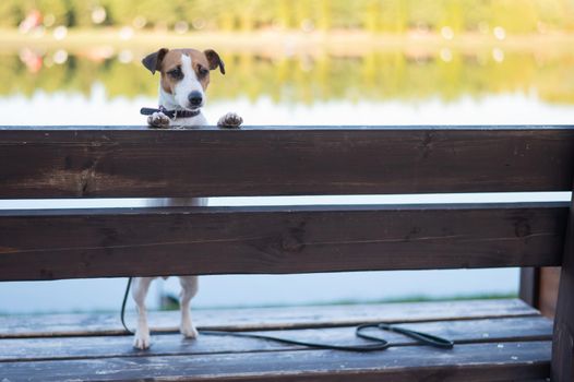 Lonely dog on a bench by the lake