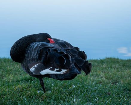 The black swan hid its head standing on the grass