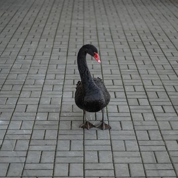A black swan walks along the sidewalk