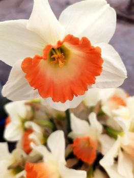 Opened narcissus flower close-up on a gray background.