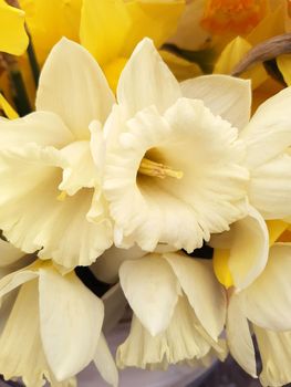 Opened narcissus flower close-up on a gray background.