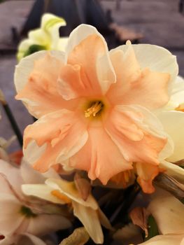 Opened narcissus flower close-up on a gray background.