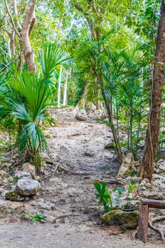 Tropical mexican jungle plants trees and natural forest panorama view and walking path in Puerto Aventuras Mexico.