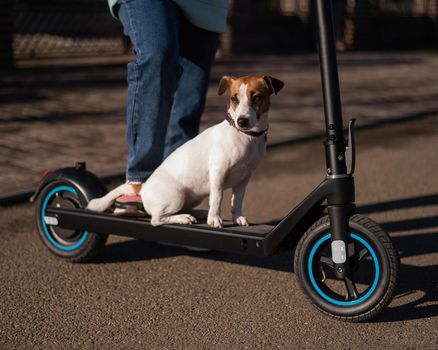 A woman rides an electric scooter in a cottage village with a dog Jack Russell Terrier
