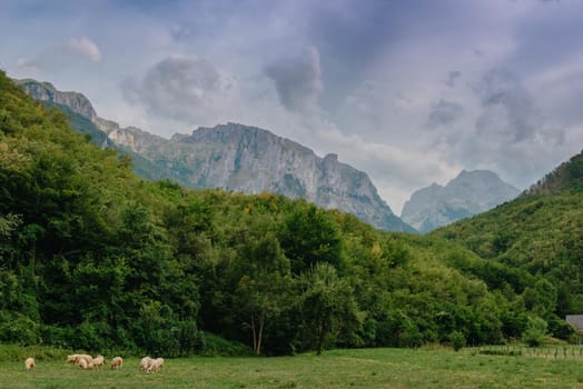 Mountain landscape with grazing sheeps.