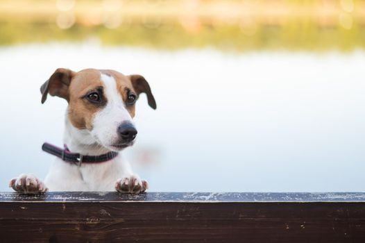 Lonely dog on a bench by the lake