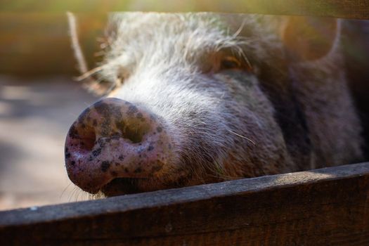 Close up snout of a black breed of pig standing in a wooden paddock on a farm. Close up. copy space