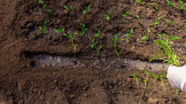 a woman is planting pepper seedlings in a greenhouse. Seedlings of sweet pepper. selective focus
