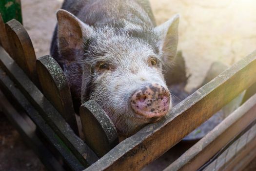 a curious black pig standing in a wooden paddock on a farm. Close up. copy space