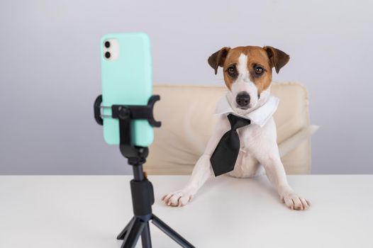 Dog jack russell terrier in a tie sits at a desktop broadcasts live on a smartphone