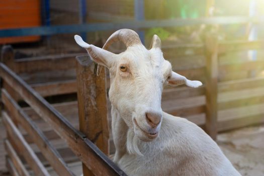 Portrait of a white goat standing in a wooden corral on a farm. Close up. Copy space