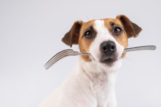 Close-up portrait of a dog Jack Russell Terrier holding a fork in his mouth on a white background. Copy space