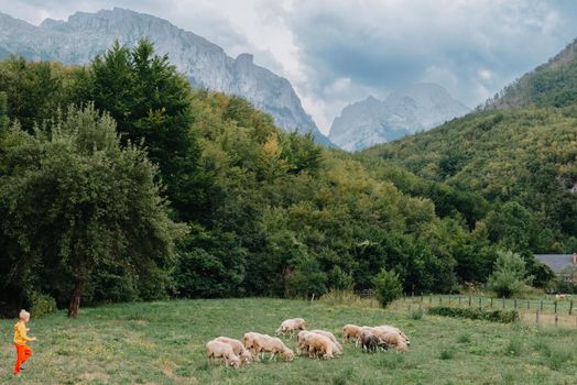 Cute little boy with a sheep on farm, best friends, boy and lamb against the backdrop of greenery, greenery background a small shepherd and his sheep, poddy and child on the grass. Little boy herding sheep in the mountains. Little kid and sheeps in mountains, childs travel learn animals.