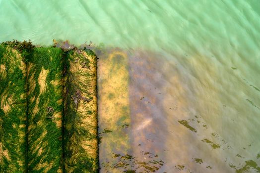 Seaweed covered concrete steps doing into in murky green water