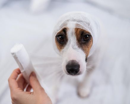 Veterinarian wraps a bandage around the head of a dog Jack Russell Terrier