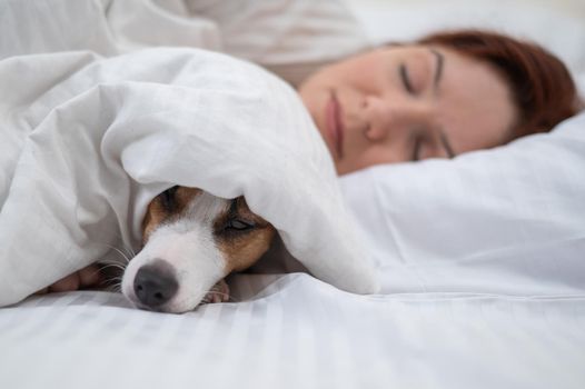 Jack Russell Terrier dog sleeps wrapped in a blanket next to his owner