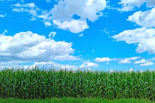 A field of young green corn against the sky. Rural background