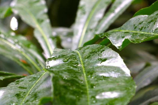 Selective focus. Drops of water on the green branches of a houseplant