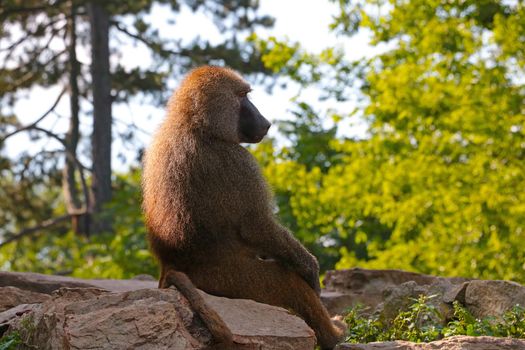 The baboon sits on a stone. A genus of primates from the monkey family