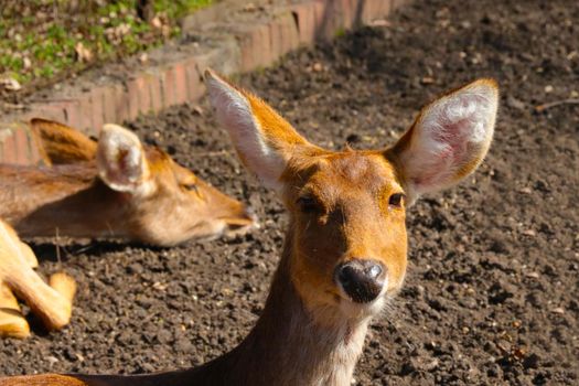 Close-up on a young deer in the park