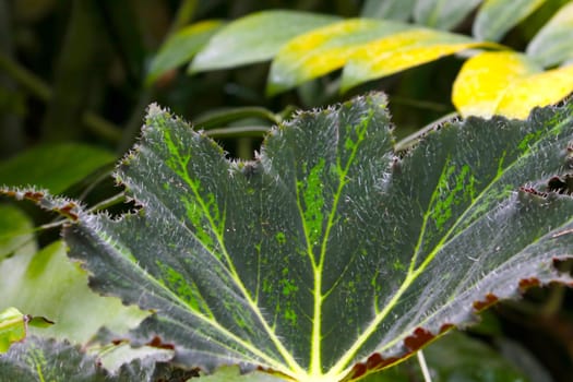 View of the green leaves of a houseplant