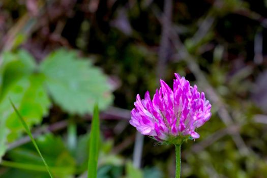 Close-up on a blooming red clover flower